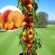 Саджанець Нектарин колоновидний Роман